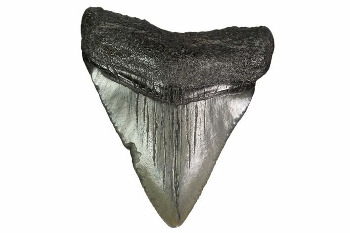 Juvenile Megalodon Tooth - Georgia #158808